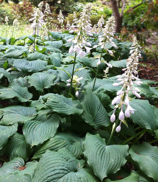 Hosta sieboldiana 'Elegans'